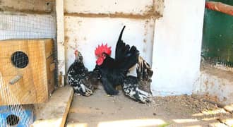 Japanese Bentum trio Hens