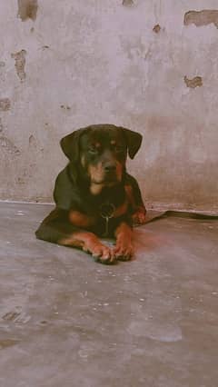 Rottweiler Female dog for sale