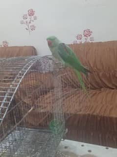 raw female parrot