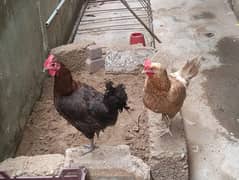 3 Egg Laying Hen available for Sale