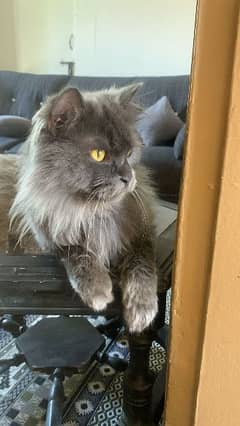 PERSIAN CAT