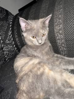 Single coat grey kitten