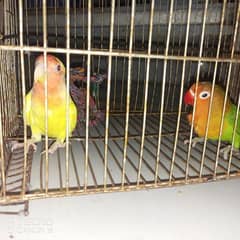 common lutino phatty . lovebirds 0