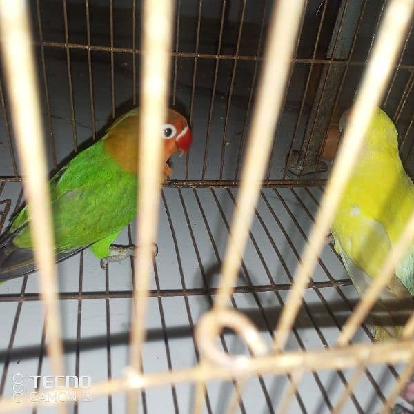 common lutino phatty . lovebirds 2