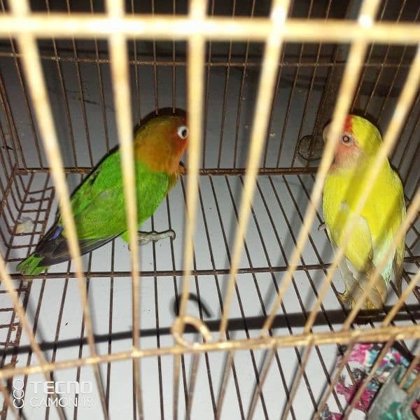 common lutino phatty . lovebirds 3