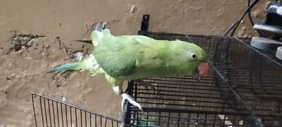 Green Parrot For Sale Age 6 Month