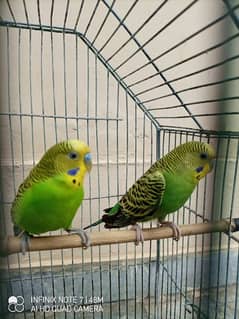 Australian Budgie, Budgri parrot breeder pair, Australian parrots