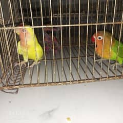 Common lutino . lovebirds