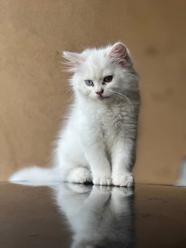 persian kitten white colour triple coat 0