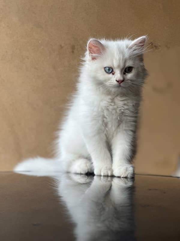 persian kitten white colour triple coat 1