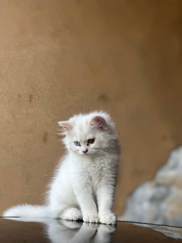 persian kitten white colour triple coat 2