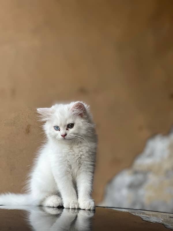 persian kitten white colour triple coat 3