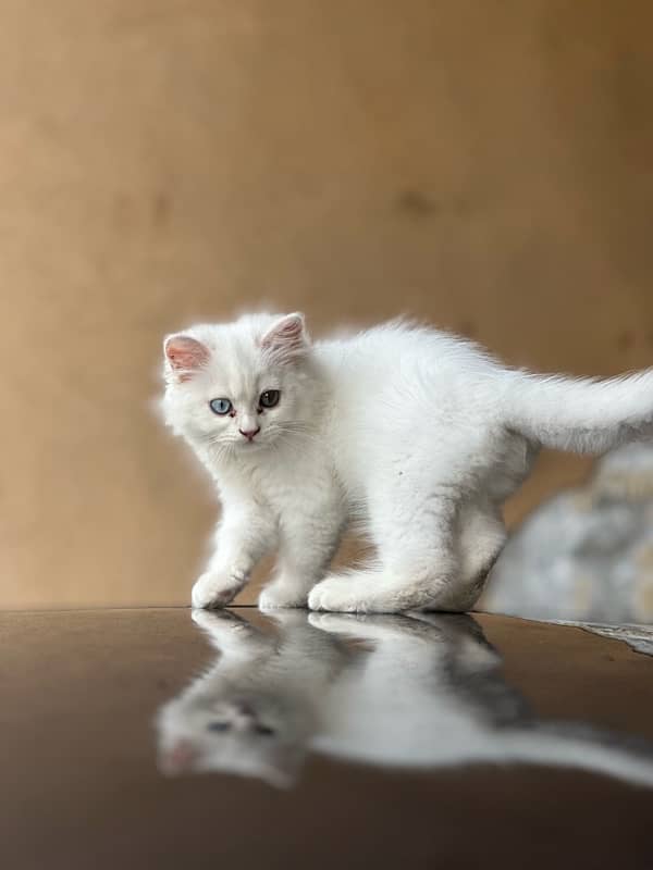 persian kitten white colour triple coat 4