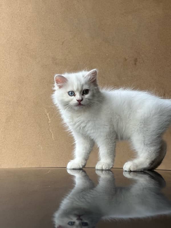 persian kitten white colour triple coat 5