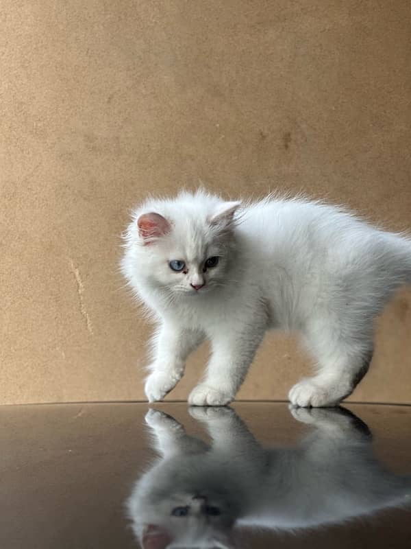 persian kitten white colour triple coat 6