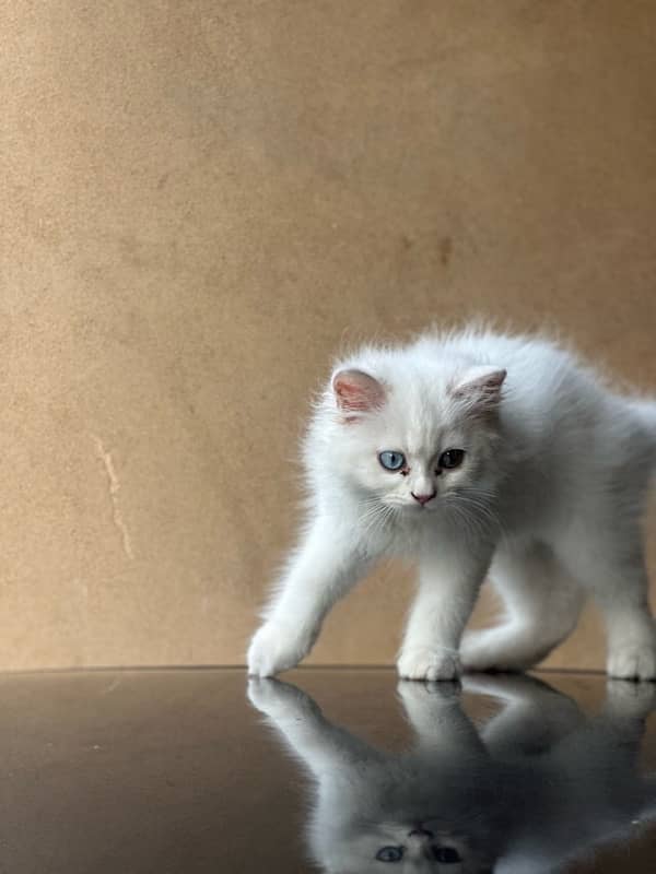 persian kitten white colour triple coat 7