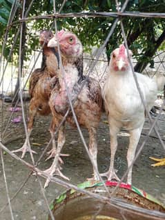 aseel murg and murgiya for sell