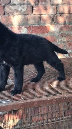 Black German Shepherd Female Puppy 03098278073