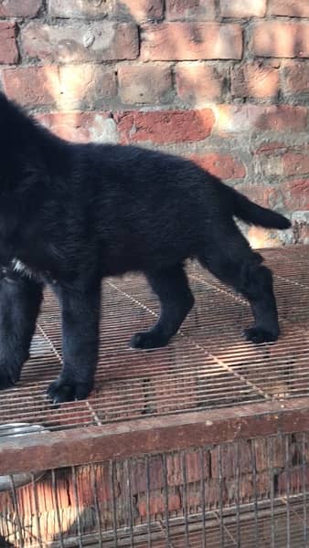 Black German Shepherd Female Puppy 0