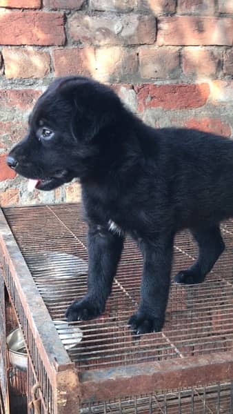 Black German Shepherd Female Puppy 1