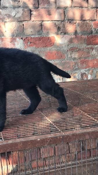 Black German Shepherd Female Puppy 2