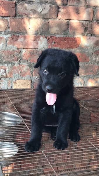 Black German Shepherd Female Puppy 3