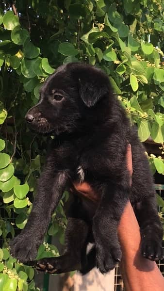 Black German Shepherd Female Puppy 4