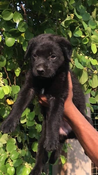 Black German Shepherd Female Puppy 5