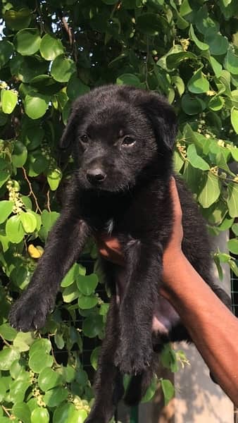 Black German Shepherd Female Puppy 6