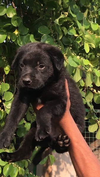 Black German Shepherd Female Puppy 7