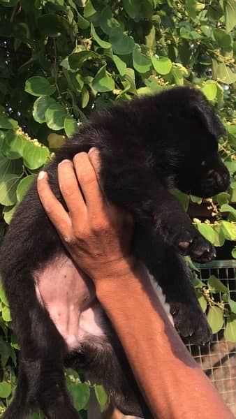 Black German Shepherd Female Puppy 8