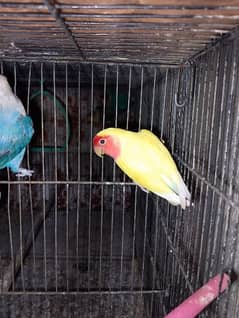 love birds & Bugies for sale