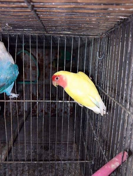 love birds & Bugies for sale 0