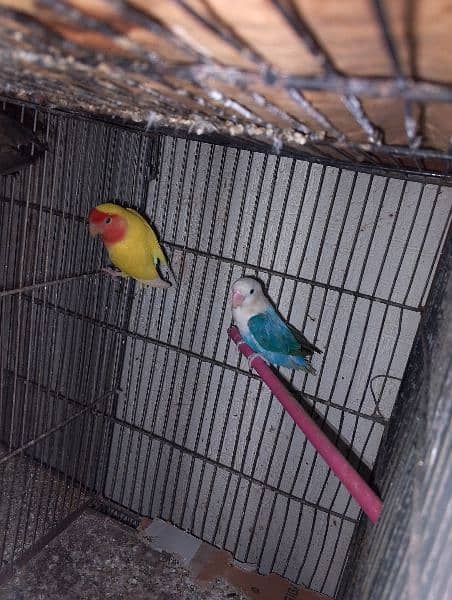 love birds & Bugies for sale 1