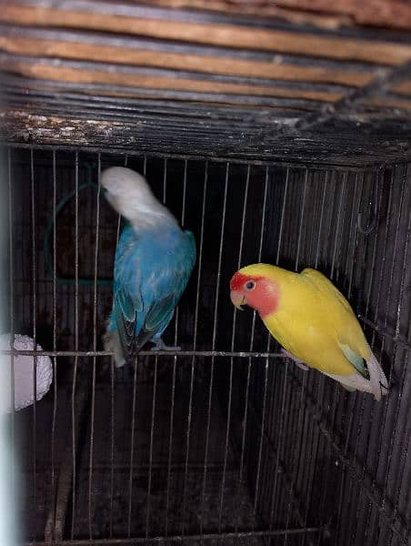 love birds & Bugies for sale 2