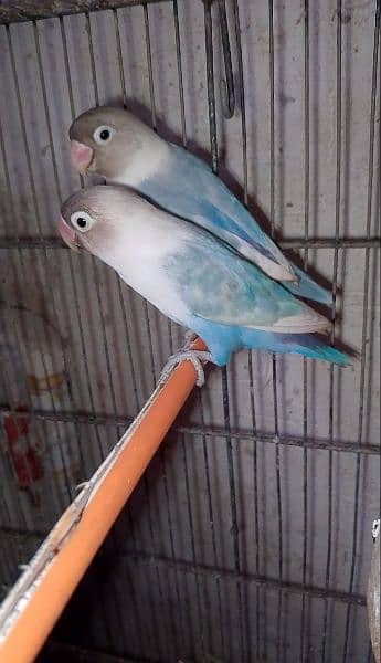 love birds & Bugies for sale 3