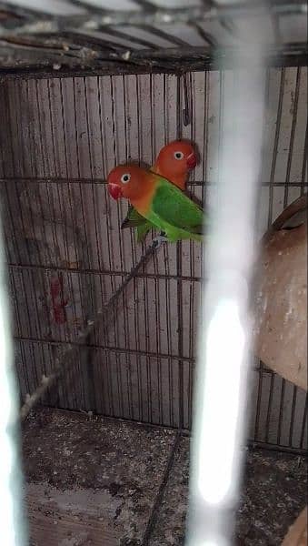 love birds & Bugies for sale 4