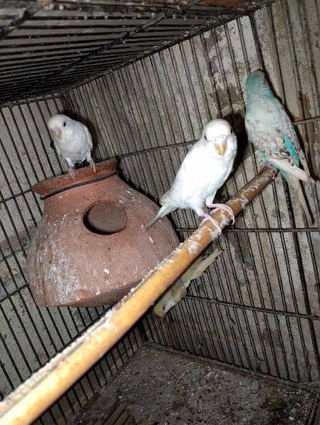 love birds & Bugies for sale 5