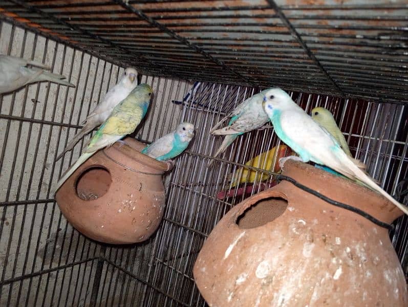 love birds & Bugies for sale 6