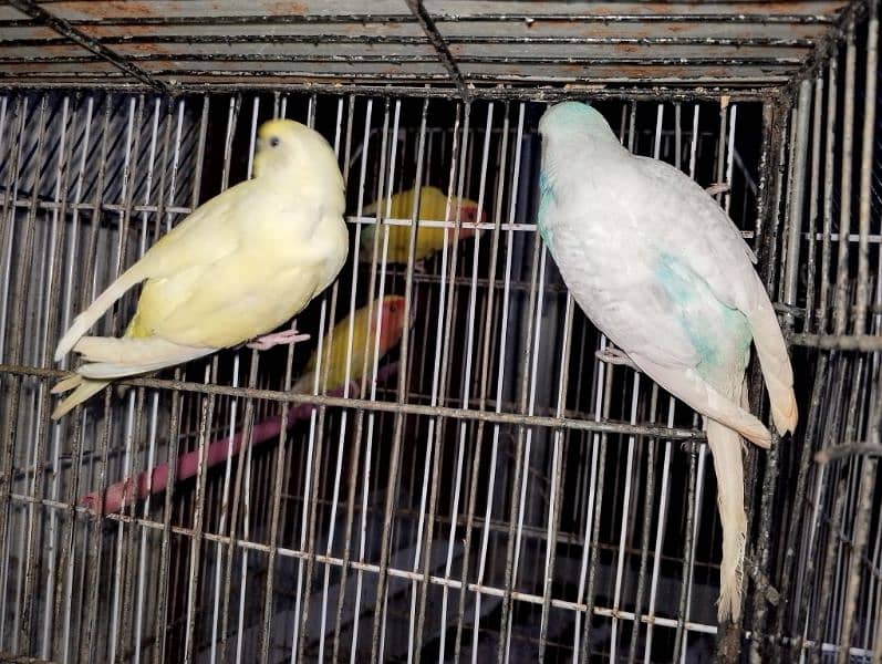 love birds & Bugies for sale 10