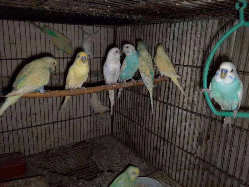 love birds & Bugies for sale 11