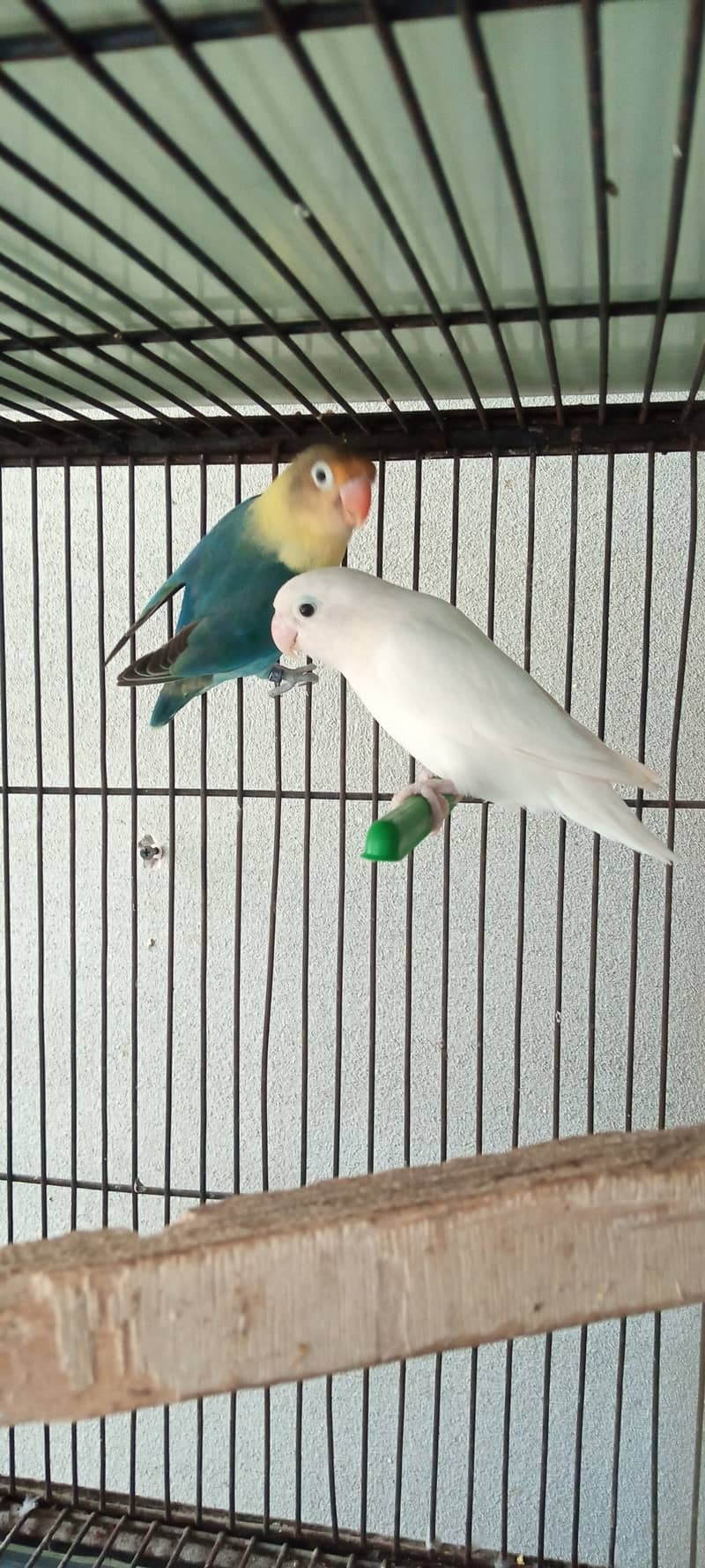 Kaatha pair and love birds 1