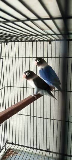 love birds pair