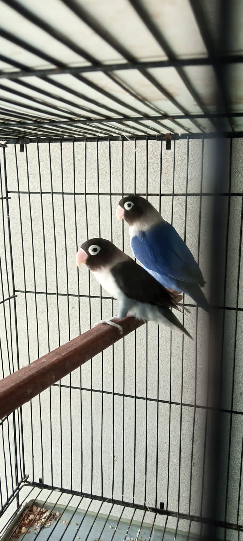 love birds pair 0