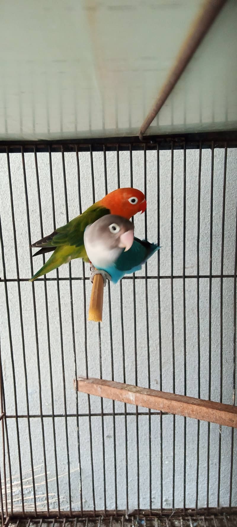 love birds pair 3