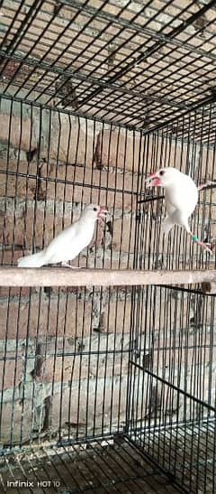 White java Breeder Pair