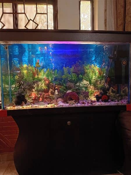 Full Size Aquarium full setup with fishes 1