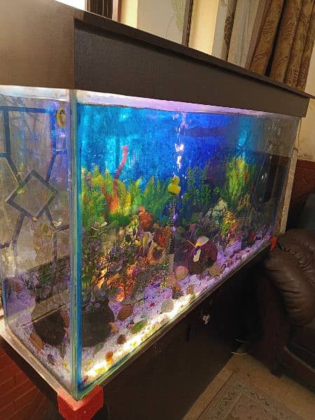 Full Size Aquarium full setup with fishes 3