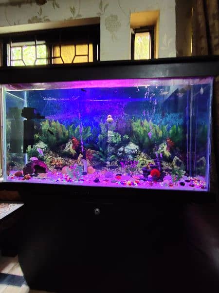 Full Size Aquarium full setup with fishes 4