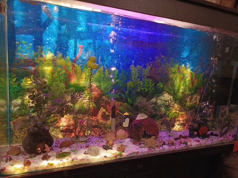 Full Size Aquarium full setup with fishes 6